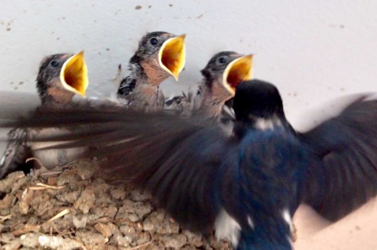 ツバメの巣を撤去したら縁起が悪い?そもそも「巣を作らせない」対策方法も調べました めぐーるギフト ツバメの巣を撤去したら縁起が悪い?そもそも「巣を作らせない」対策方法も調べました めぐーるギフト